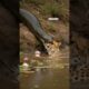 Anaconda & Cheetah! India Wildland Zoo! National Geographic! Animal Planet! #Lion #tiger #snake #cat