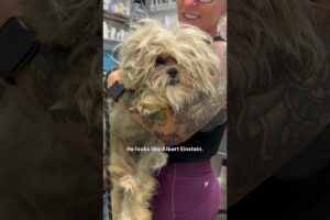 Angry Ball Of Fur Gets Rescued And A Major Haircut | The Dodo