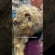 Angry Ball Of Fur Gets Rescued And A Major Haircut | The Dodo