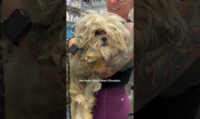 Angry Ball Of Fur Gets Rescued And A Major Haircut | The Dodo