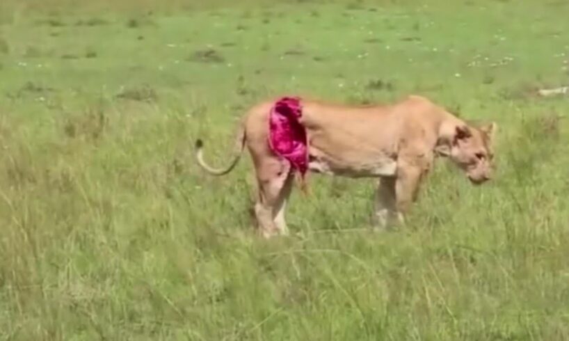Animal Documentaries: Crazy Buffalo Gores Lion In Shocking Death Battle