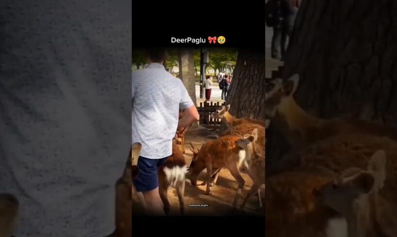 Animal lover ❣️🤩 #youtube #youtubeshorts #animals #roast