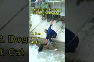 Animals Saved From The Water