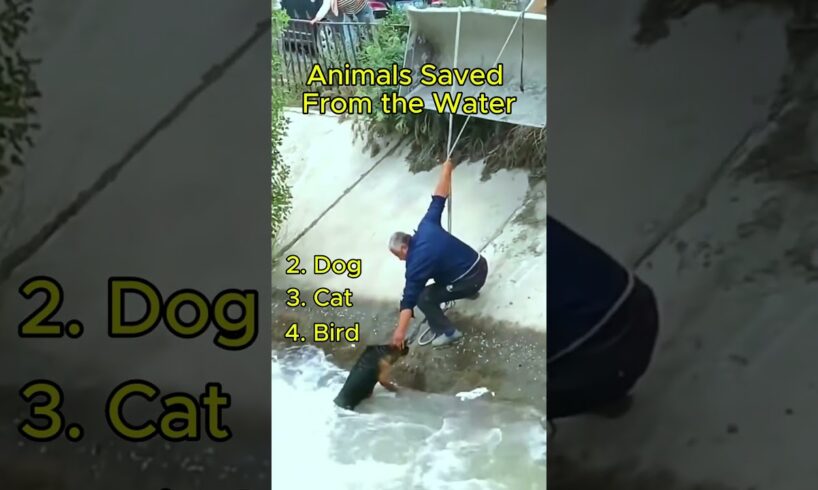 Animals Saved From The Water