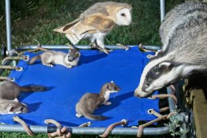 Animals Take Over Kids' Playground | My Story | Robert E Fuller