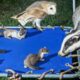Animals Take Over Kids' Playground | My Story | Robert E Fuller
