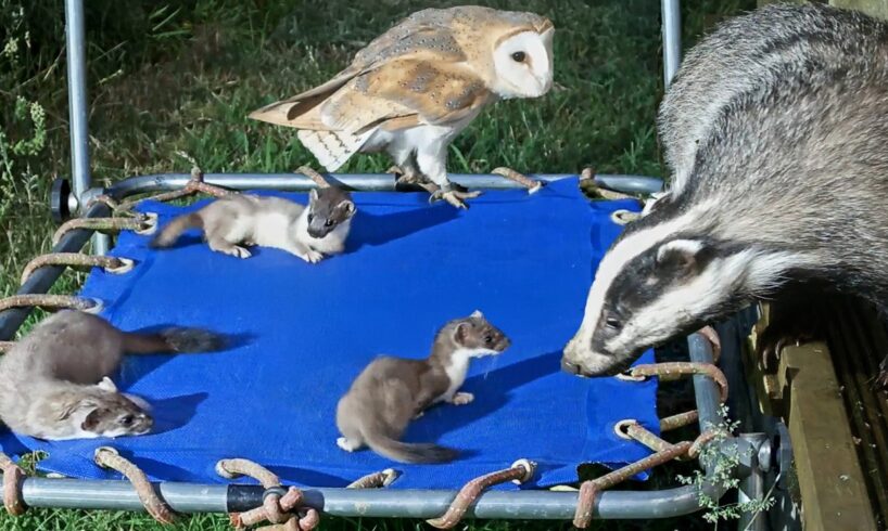 Animals Take Over Kids' Playground | My Story | Robert E Fuller
