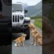 Animals' Warning Signals to Humans" #animals #rescue #dog