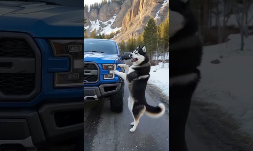 Animals Warning to Humans #animals #rescue #dog