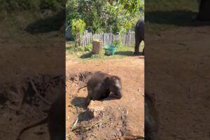 Baby Elephant 🐘 playing 💚😂 #elephat #animals