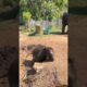 Baby Elephant 🐘 playing 💚😂 #elephat #animals