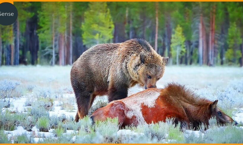 Best Grizzly Bear Fights Caught On Camera | Real Animal Fights Compilation
