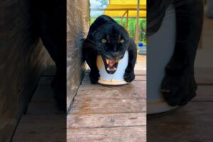 Black Jaguar Attacks Woman! #shorts