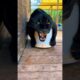 Black Jaguar Attacks Woman! #shorts