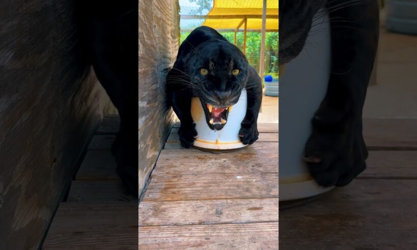 Black Jaguar Attacks Woman! #shorts