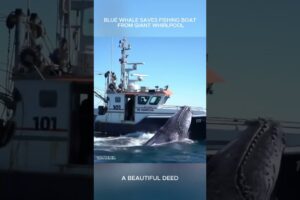 🚨 Blue whale saves fishing boat from giant whirlpool #bluewwhale #rescue❤️