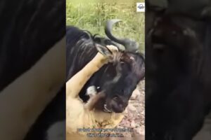 Brave Buffalo Fights Back & Defeats Lioness! 💪🦬 #Wildlife #shorts #animals #lion #wildbuffalo