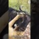 Brave Buffalo Fights Back & Defeats Lioness! 💪🦬 #Wildlife #shorts #animals #lion #wildbuffalo