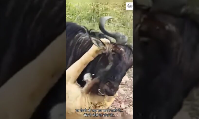 Brave Buffalo Fights Back & Defeats Lioness! 💪🦬 #Wildlife #shorts #animals #lion #wildbuffalo