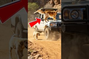Brave Golden Retriever Saved Humans — Then Jesus Saved Her #jesus #dog #goldenretriever #god