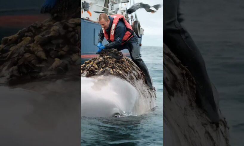 Brave Sailors Clean and Rescue a Whale in Distress | Inspiring Ocean Mission