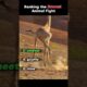 "Bravest Animal Fights Ever Caught on Camera!" #animals #wildlife #shorts
