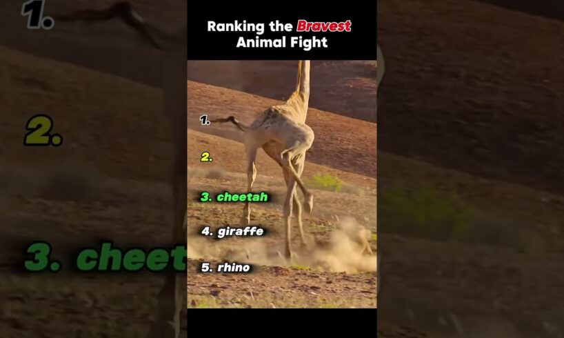 "Bravest Animal Fights Ever Caught on Camera!" #animals #wildlife #shorts