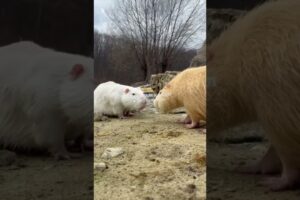 CUTE ANIMALS IN KHARKIV, UKRAINE #pets #zoo  #nature #ukrainenews #ukrainewar #ukrainewarlatest