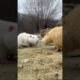 CUTE ANIMALS IN KHARKIV, UKRAINE #pets #zoo  #nature #ukrainenews #ukrainewar #ukrainewarlatest