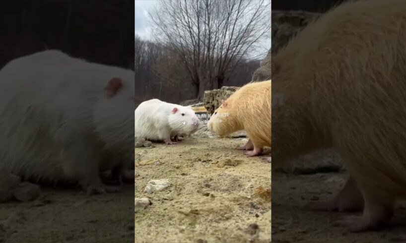 CUTE ANIMALS IN KHARKIV, UKRAINE #pets #zoo  #nature #ukrainenews #ukrainewar #ukrainewarlatest