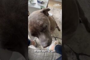 CUTEST Pets of The Year 2024