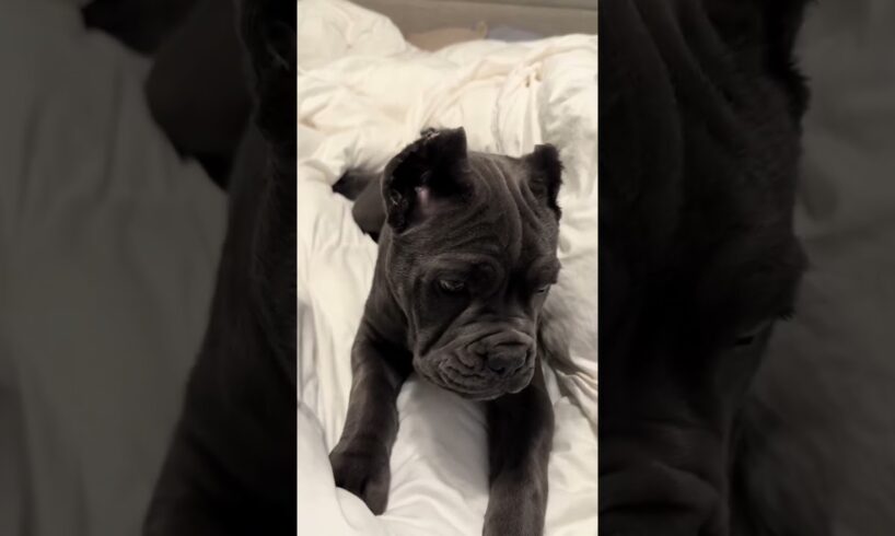 Cane Corso Puppies are the CUTEST Pups Ever. Period.