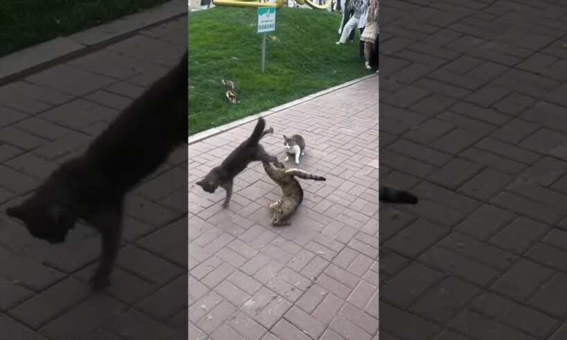 "Cat Fight Goes Public! 😼😲" #CatFight #EpicCatFight #CatVsCat