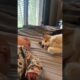 Cat Welcomes Newborn Baby 🐱👶🏻