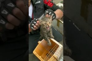 Cat trapped inside 😥 Wait For the End | Cat rescue cute cat kitten  #cats #catvideos  #dog #shorts