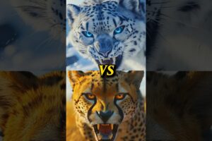 Cheetah vs Wild Animals (Lion, Tiger, Black Panther, Snow Leopard, Elephant, Gorilla, Anaconda, Wolf