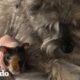 Conejillo de indias antisocial conoce a alguien a quien tolera | El Dodo