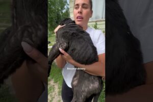 Couple Rescues The Skinniest Puppy From Under A House | The Dodo