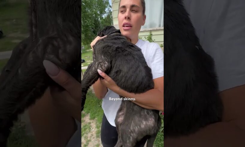 Couple Rescues The Skinniest Puppy From Under A House | The Dodo
