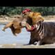 Craziest Animal Fights Caught on Camera