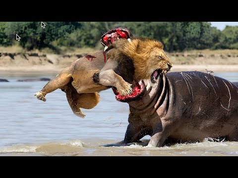 Craziest Animal Fights Caught on Camera