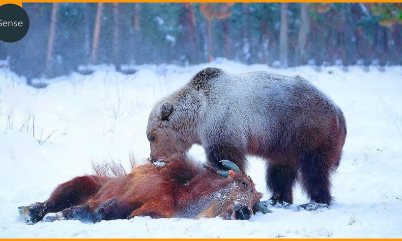 Craziest Grizzly Bear Attacks Ever Filmed | Real Animal Fights Compilation