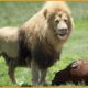 Craziest Lion Attacks Ever Filmed | Real Animal Fights Compilation