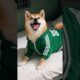 Cute Cat and Dog Playing Dalgona Candy Game#cute #animals #dalgona #funny