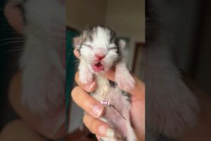 Cute Kitten Day 1 to 60 Days Timelapse Cat Versi Moy 😍 #kucinglucu #kitten #catlover #cat