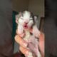 Cute Kitten Day 1 to 60 Days Timelapse Cat Versi Moy 😍 #kucinglucu #kitten #catlover #cat