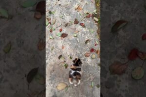 Cute Kitten's Near-Death Experience!