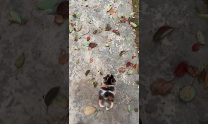 Cute Kitten's Near-Death Experience!