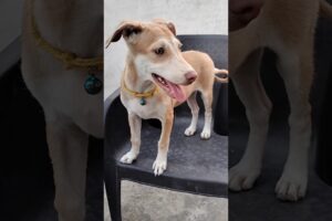 Cute Pari 🐶 #ytshorts #dog #dog #animallife #cute #puppies #pets #doglife #dogs #4k #trendingshorts