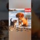 Cute [Puppies And Kittens] In Heartwarming Play